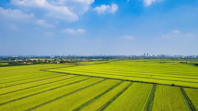 农业种植技术员资格证书：价值与获取途径解析**