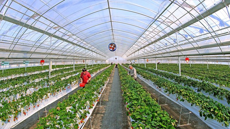 蔬菜批发报价单怎么做：关键要素与注意事项