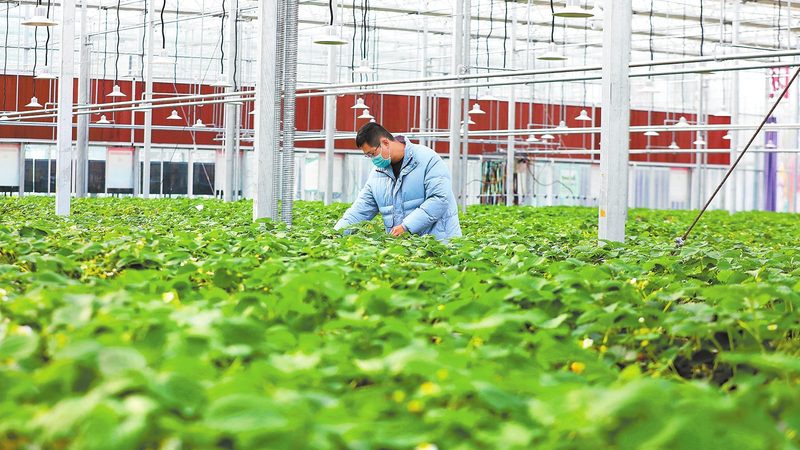 绿色食品标签真伪辨析：揭秘查询方法与技巧