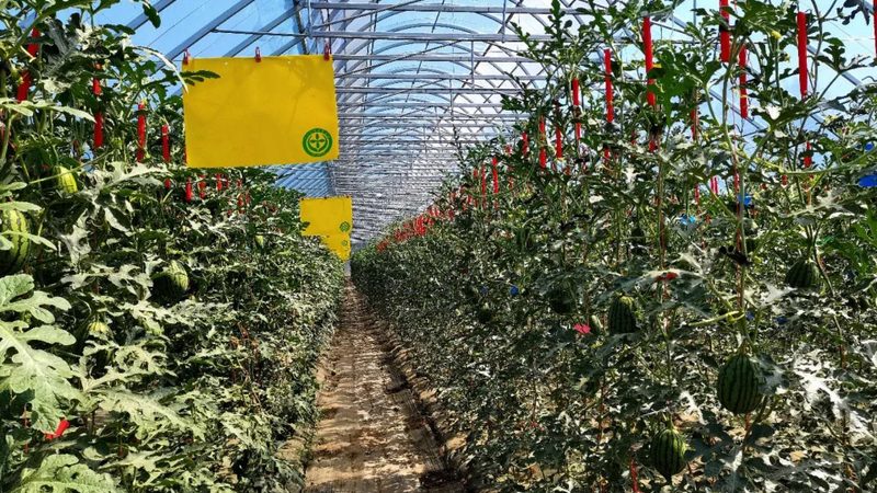 蔬菜配送价格计算公式：揭秘成本构成与定价策略**