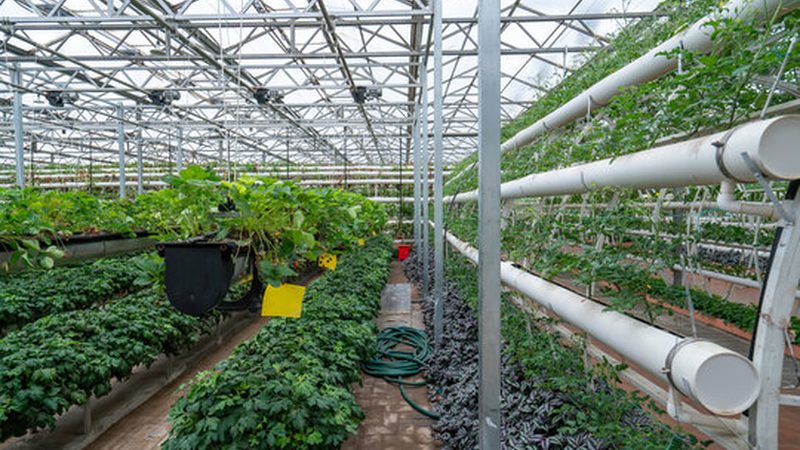 蔬菜配送报价清单：费用明细背后的考量因素**