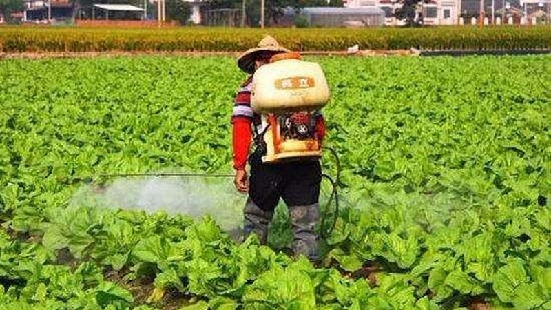 水培与雾培哪个更适合新手