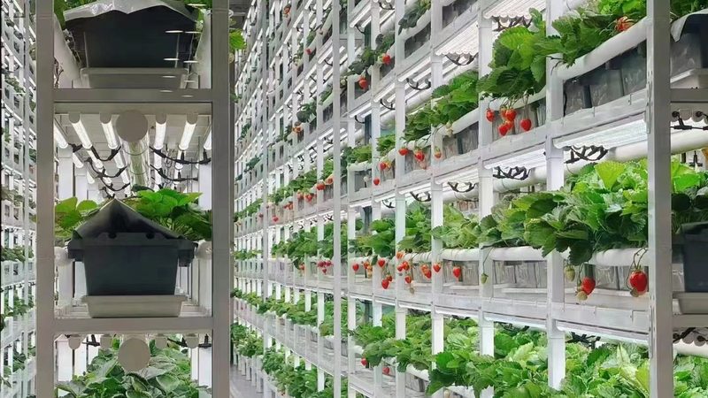 大豆种植土壤要求：土壤健康是产量的基石